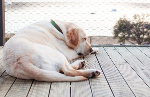 dog sleeping on a fenced in porch