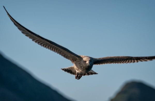 an eagle flies over mountains