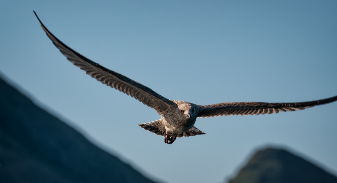 an eagle flies over mountains