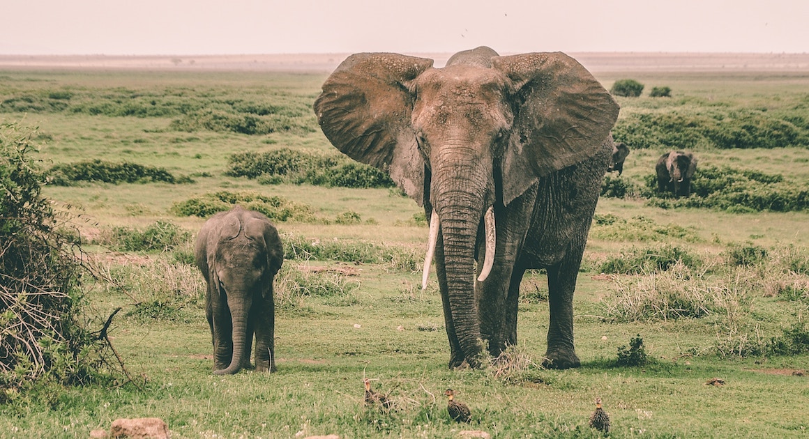 two elephants in the wilderness
