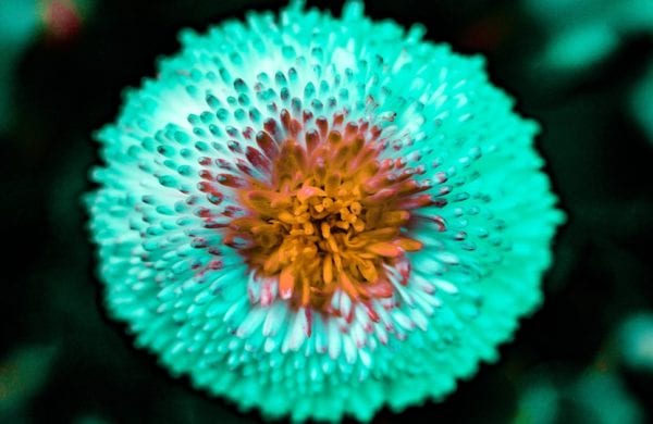 close-up of a flower